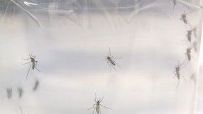Piden mayor colaboración de la ciudadanía en lucha contra zika