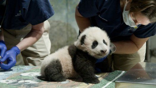 @NationalZoo