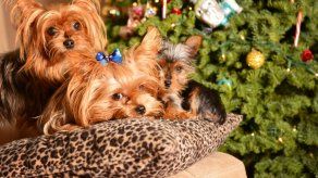 5 Ideas para regalarle a tu mascota en Navidad