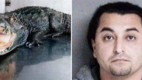 Hombre en California usaba caimán para custodiar su alijo de marihuana