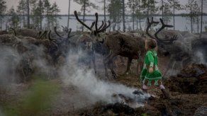 Aumento de sacrificio de renos despierta temores en Siberia