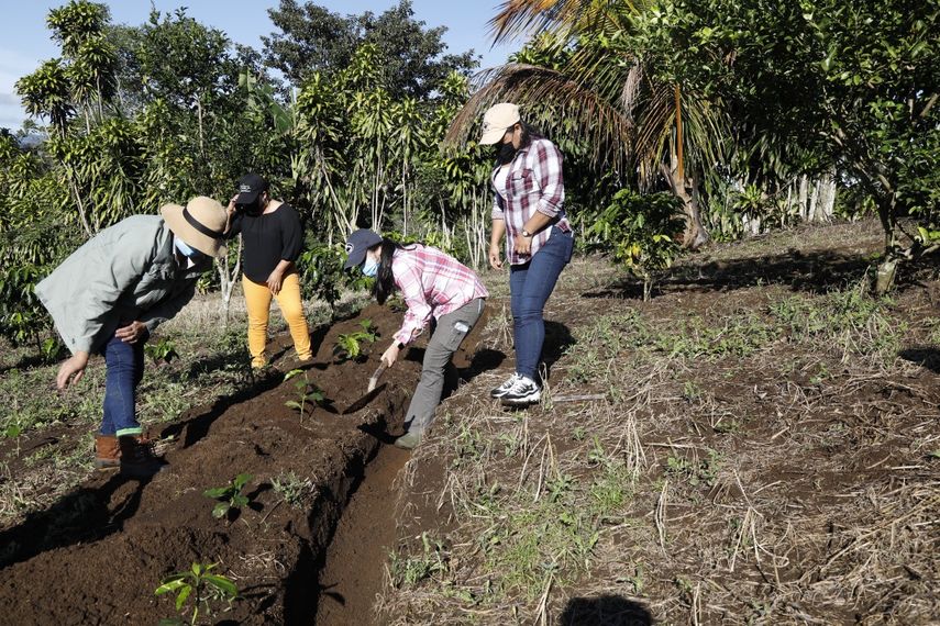 Se espera que los frutos de la primera cosecha se obtengan en un periodo de dos o tres años.