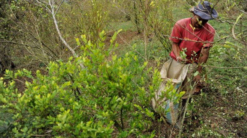 Casi la mitad de la coca boliviana va al narcotráfico