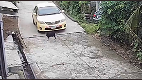 Peerita embarazada es atropellada en Quebrada Ancha, Chilibre. Autoridades están tras la pista del conductor.&nbsp;