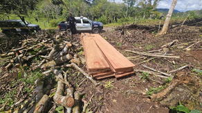 MiAmbiente detecta tala ilegal de espavé en Panamá Oeste MiAmbiente detecta tala ilegal de espavé en Panamá Oeste