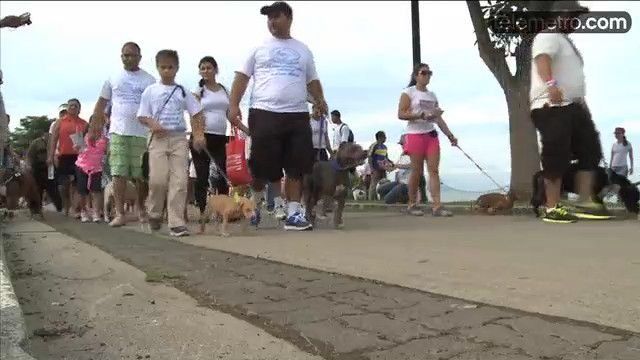 Caminata por los pit bulls, hacen un llamado a la no discriminación