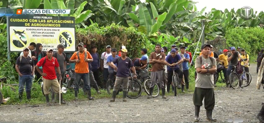 Trabajadores de fincas bananeras retoman labores en Bocas del Toro.