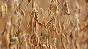 El cultivo soja de Argentina pregona malas noticias para el Gobierno