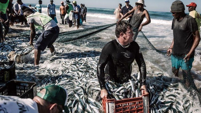 La Crisis Climática Se Mitigaría Si Se Frena La Sobrepesca, Según Un ...