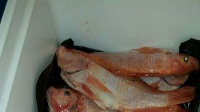 Panamá impulsará masificación en cría de tilapia para suplir demanda nacional Panamá impulsará masificación en cría de tilapia para suplir demanda nacional