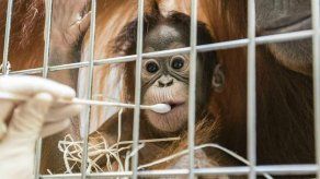 Prueba de ADN de orangután no iguala a la del supuesto padre