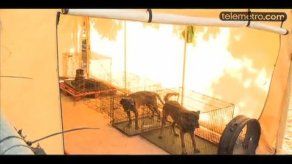 Investigan residencia con más de nueve perros en Cerro Viento