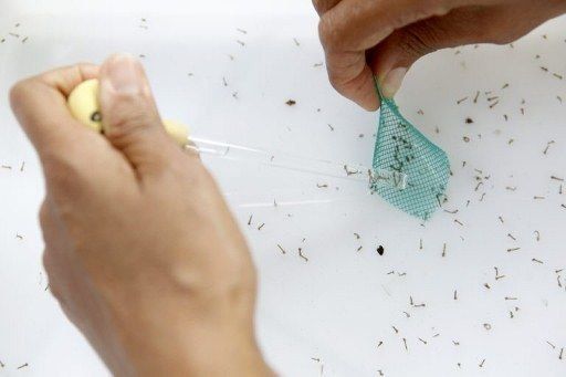Declaran emergencia en Honduras por dengue, que ha dejado 16 muertos