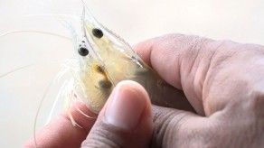 Instalan laboratorios para la investigación y producción de especies marinas en Coclé Instalan laboratorios para la investigación y producción de especies marinas en Coclé