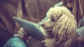 Los perros son capaces de percibir alegría o enojo de los humanos