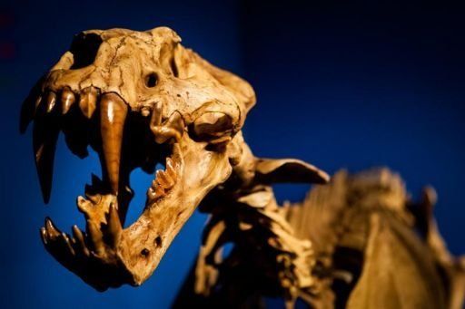 Fósiles al descubierto, 3 millones de años después de quedar atrapados