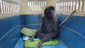 Mono araña es rescatado en Pacora.