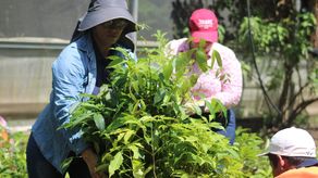 En Chiriquí, vivero atiende a personas interesadas en reforestar En Chiriquí, vivero atiende a personas interesadas en reforestar