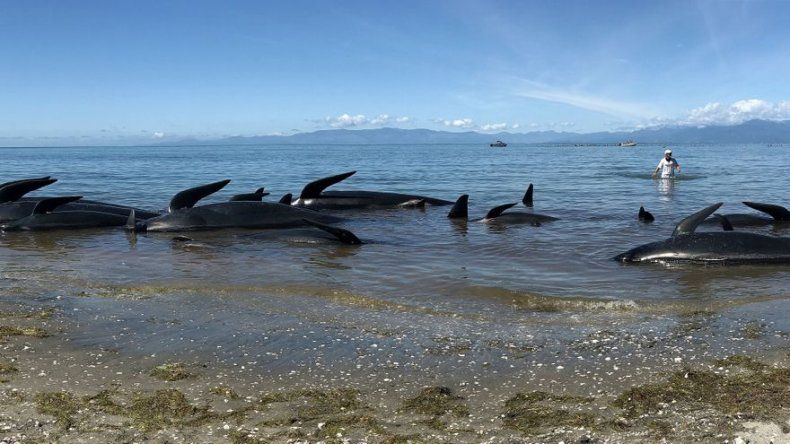 Riesgo de explosión de los cadáveres de las ballenas encalladas en Nueva Zelanda