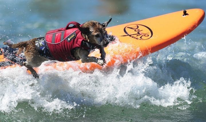 Concurso Anual de Perros Surfistas