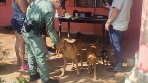 Se han atendido donde han asistido &nbsp;a hogares y se han encontrado con canes totalmente deshidratados, golpeados y en condiciones inestables, por lo que piden a la ciudadanía la protección y cuidado de los mismos.
