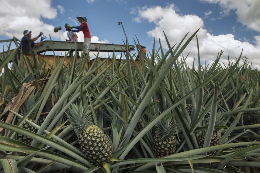 Producción de piña en Costa Rica