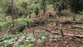 MiAmbiente detecta tala ilegal en el Parque Nacional Chagres.