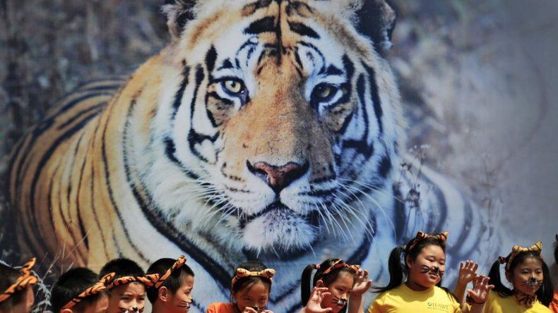 Por primera vez en un siglo sube conteo de tigres silvestres