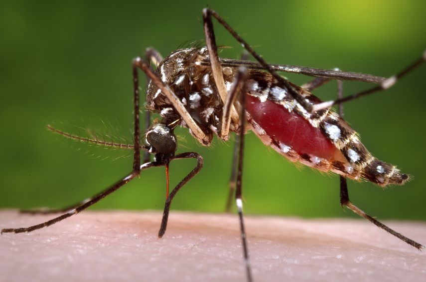Los imanes de mosquitos tenían altos niveles de ciertos ácidos en la piel.