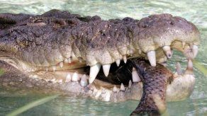 Cocodrilo mata a un niño de 10 años en sur de México