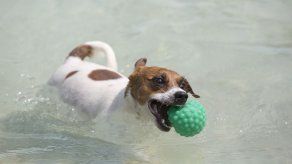 Celebran Juegos Olímpicos para Perros en Río de Janeiro