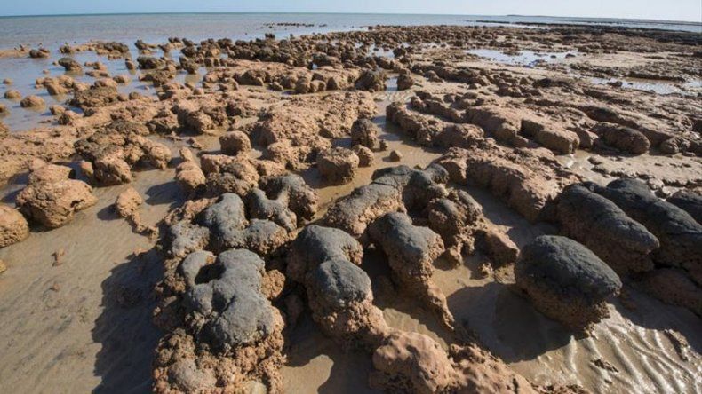 Convierten territorio de estromatolitos en reserva natural de Australia