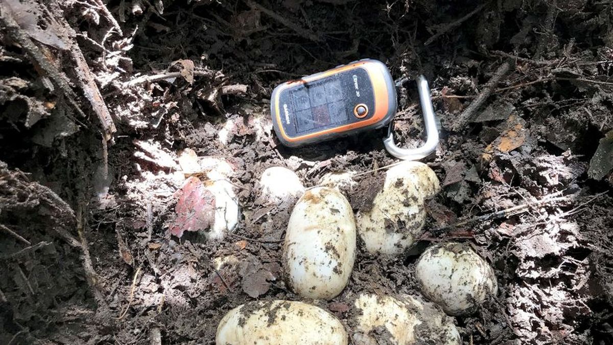 Descubren en Camboya huevos de cocodrilo en extinción