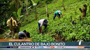 Emprendimiento verde