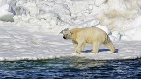 El último encuentro mortal con un oso polar en Alaska se produjo en 1990.