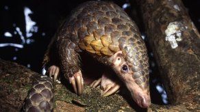 Cientos de miles de pangolines son vendidos en Asia ilegalmente