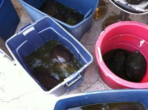 EEUU: pareja tenía caimán, cerdo y decenas de animales más en casa