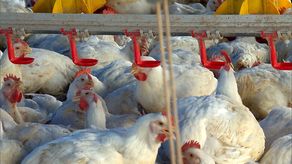 Estados Unidos reporta nuevo caso grave de gripe aviar&nbsp;