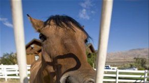 Llega a Italia obra pintada por caballo de EU