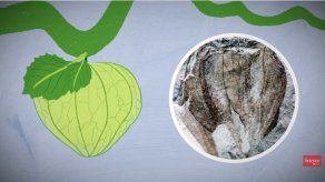 Hallan en Argentina registro fósil de un tomate de 52 millones de años