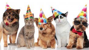 Agasaja a tus mascotas con su cumpleaños.