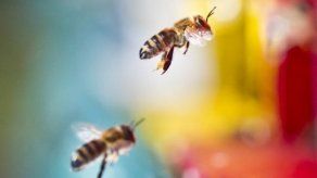 Las abejas usan una especie de piloto automático biológico para aterrizar