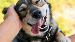Día Mundial del Perro, esta es la razón de su celebración