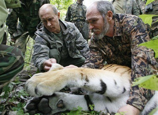 Despierta dudas una versión de un encuentro de Putin con un tigre