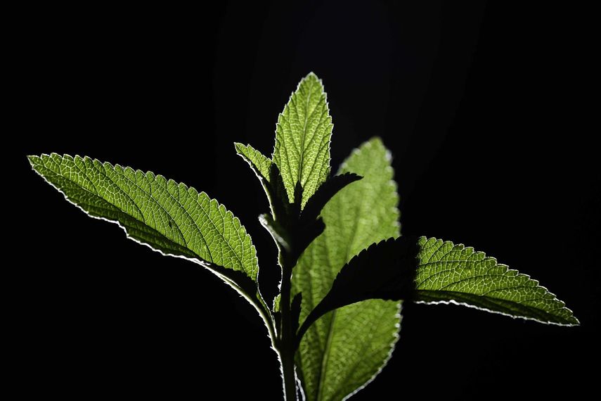 Detectan compuesto en una planta que podría contrarrestar células cancerosas