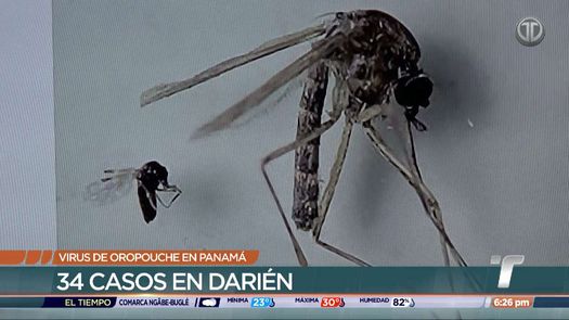 Virus de Oropouche: ¿Qué es y cómo se propaga?