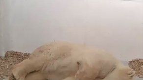 Zoo de Berlín celebra nacimiento de oso polar