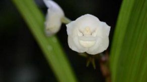 ¿Conoces el festival que se realiza en Las Minas de Herrera?