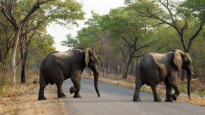 Mueren envenenados 14 elefantes en parque nacional de Zimbabue