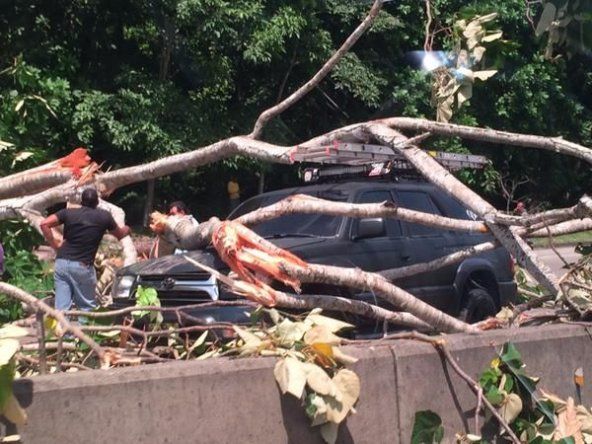 Árbol cae sobre dos vehículos en el Corredor Norte